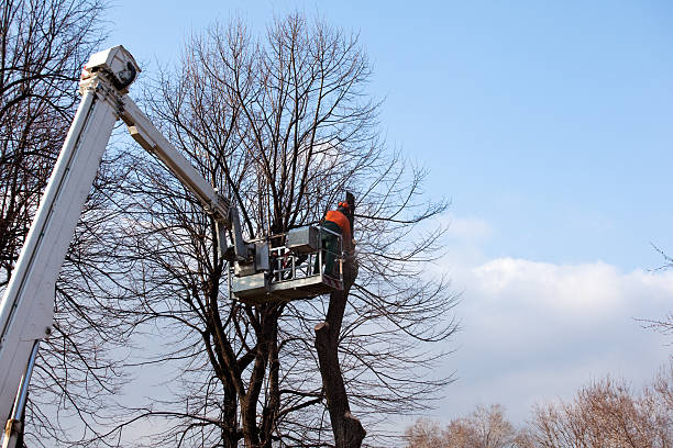 Best Tree Health Inspection  in Bettendorf, IA