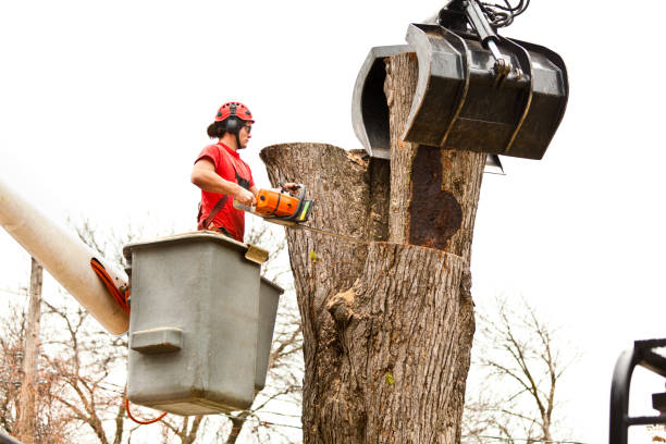 Best Tree Preservation Services  in Bettendorf, IA